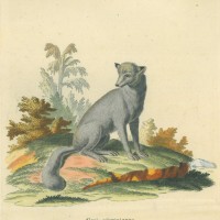 FUCHS. - Graufuchs. Bild 1