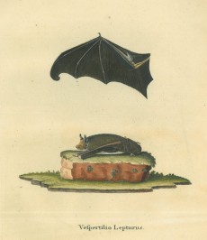 Picture 1