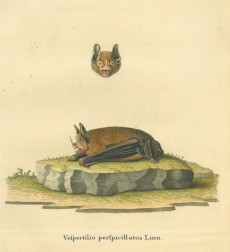 Picture 1