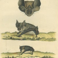 FLEDERMAUS. - Hufeisennasenartige. Bild 1
