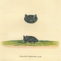 FLEDERMAUS. - Zwergfledermaus. Bild 1