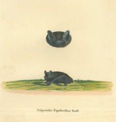 Picture 1