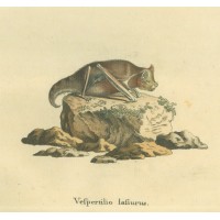 FLEDERMAUS. Picture 1