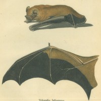 FLEDERMAUS. - Riesenabendsegler. Bild 1