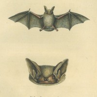 FLEDERMAUS. - Zweifarbfledermaus. Bild 1