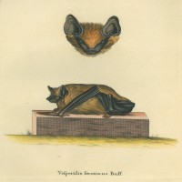 FLEDERMAUS. - Breitflügelfledermaus. Bild 1