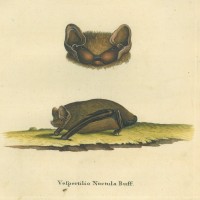 FLEDERMAUS. - Abendsegler. Bild 1