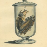 FLEDERMAUS. - Große Spießblattnase. Bild 1