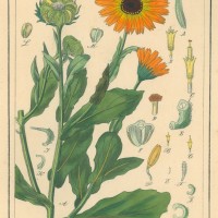 HEILPFLANZEN. - Ringelblume. Picture 1