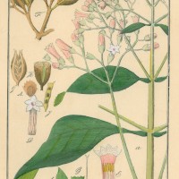 HEILPFLANZEN. - Chinarindenbaum. Picture 1