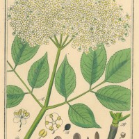 HEILPFLANZEN. - Holunder. Picture 1