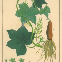 HEILPFLANZEN. - Kalumba. Picture 1
