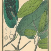 GEWÜRZE. - Pfeffer. Picture 1