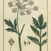 HEILPFLANZEN. - Große Bibernelle. Picture 1