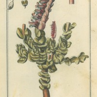 HEILPFLANZEN. - Schuppenwurz. Bild 1