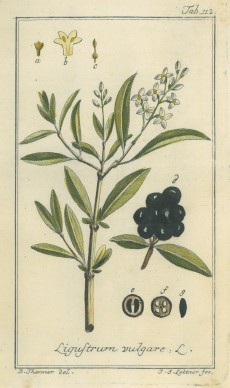 Picture 1