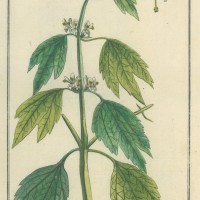 HEILPFLANZEN. - Echtes Herzgespann. Bild 1