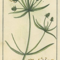 HEILPFLANZEN. - Wegerich. Picture 1