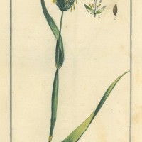 HEILPFLANZEN. - Kanariengras. Bild 1