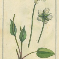 HEILPFLANZEN. - Sumpf-Herzblatt. Picture 1