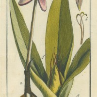 BLUMEN. - Herbstzeitlose. Bild 1