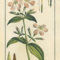 HEILPFLANZEN. - Seifenkraut. Bild 1