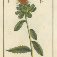 HEILPFLANZEN. - Färberdistel. Bild 1