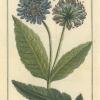 HEILPFLANZEN. - Acker-Witwenblume. Bild 1