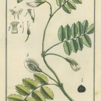 PLANZEN. - Kichererbse. Bild 1