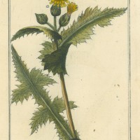 PFLANZEN. - Gemüse-Gänsedistel. Bild 1