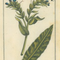 HEILPFLANZEN. - Gewöhnlicher Natternkopf. Bild 1