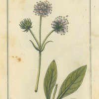 HEILPFLANZEN. - Gewöhnlicher Teufelsabbiss. Bild 1