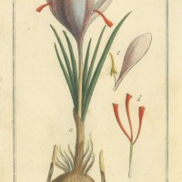HEILPFLANZEN. - Safran. Picture 1