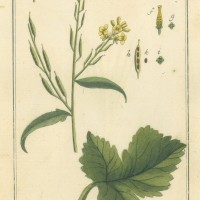 HEILPFLANZEN. - Schwarzer Senf. Picture 1