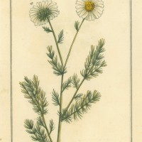 HEILPFLANZEN. - Kamille. Picture 1