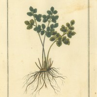 HEILPFLANZEN. - Mauerraute. Picture 1