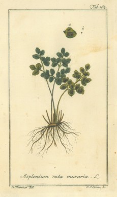Picture 1