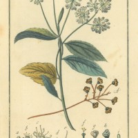 HEILPFLANZEN. - Säckelblume. Bild 1