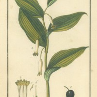 HEILPFLANZEN. - Weißwurz. Picture 1