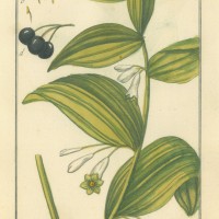 HEILPFLANZEN. - Weißwurz. Bild 1