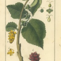 PFLANZEN. - Maulbeere. Bild 1