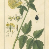 HEILPFLANZEN. - Christophskraut. Bild 1