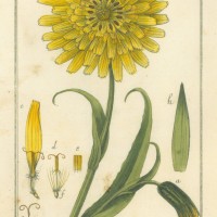 HEILPFLANZEN. - Wiesen-Bocksbart. Picture 1