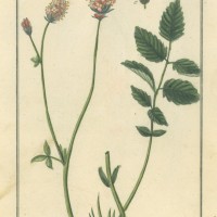 HEILPFLANZEN. - Wiesenknopf. Bild 1