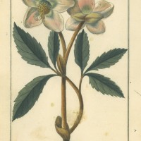 BLUMEN. - Christrose. Bild 1