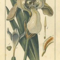 BLUMEN. - Iris. Bild 1