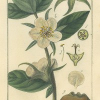 FRÜCHTE. - Mispel. Picture 1
