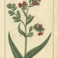 HEILPFLANZEN. - Ochsenzunge. Picture 1
