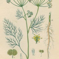 GEWÜRZE. - Dill. Picture 1
