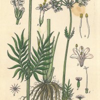 HEILPFLANZEN. - Baldrian. Picture 1